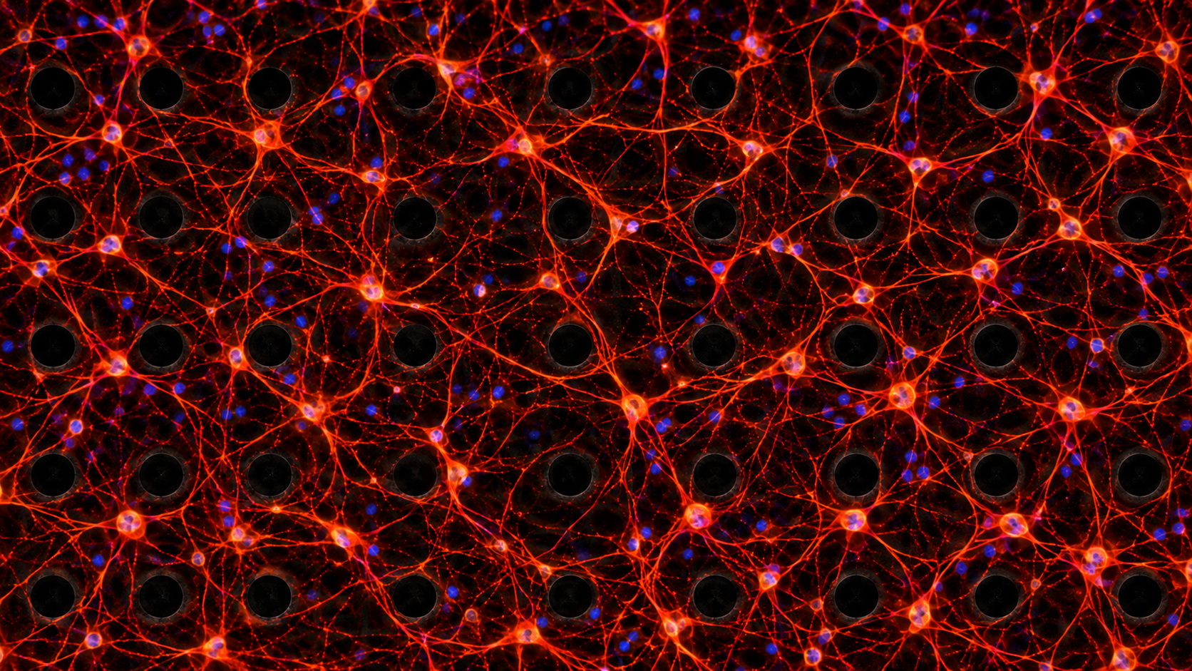 living neuronal culture on MEA